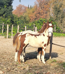 WhatsApp-Image-2024-12-03-a-125921a7f62095