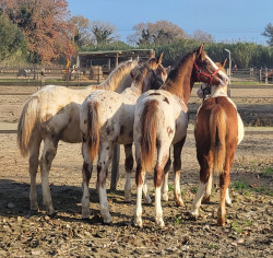 WhatsApp-Image-2024-12-03-a-125921f208eb70