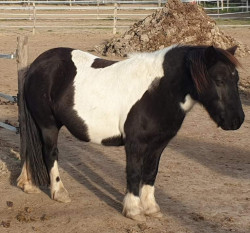 received381795026738419